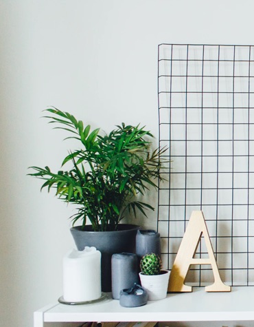 Palm plant surrounded by candles. A wooden letter A and cactus are to the right of it with a giant grid behind.